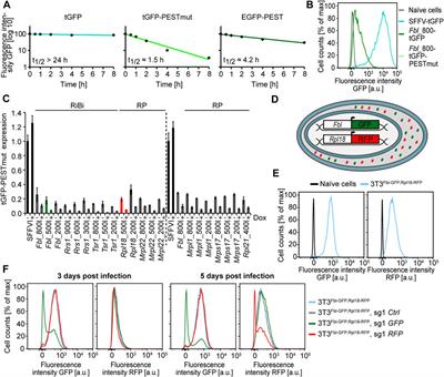 The glycolytic enzyme ALDOA and the exon junction complex protein RBM8A are regulators of ribosomal biogenesis